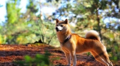 Siba inu (фото): умот, посветеноста и храброста